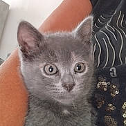 Daisy participe au concours pour gagner de l'argent avec cette photo : animal, arm, closeup, clothing, companion, curious, cute, ears, eyes, feline, fur, gray_cat, indoor, kitten, person, pet, portrait, sequins, whiskers, young