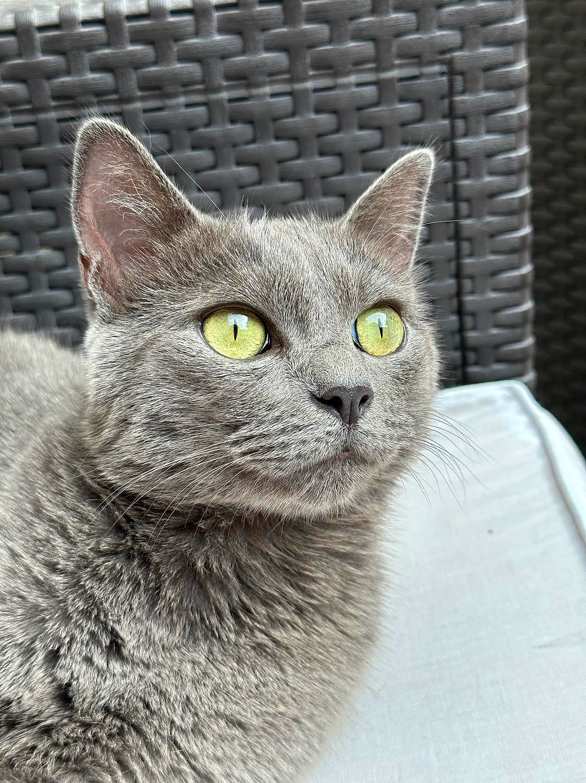 Speed a rejoint le concours — aidez-le/la à gagner de superbes lots ! carnivore, cat, domestic_short_haired_cat, felidae, fur, grey, russian_blue, small_to_medium_sized_cats, terrestrial_animal, whiskers, wildlife