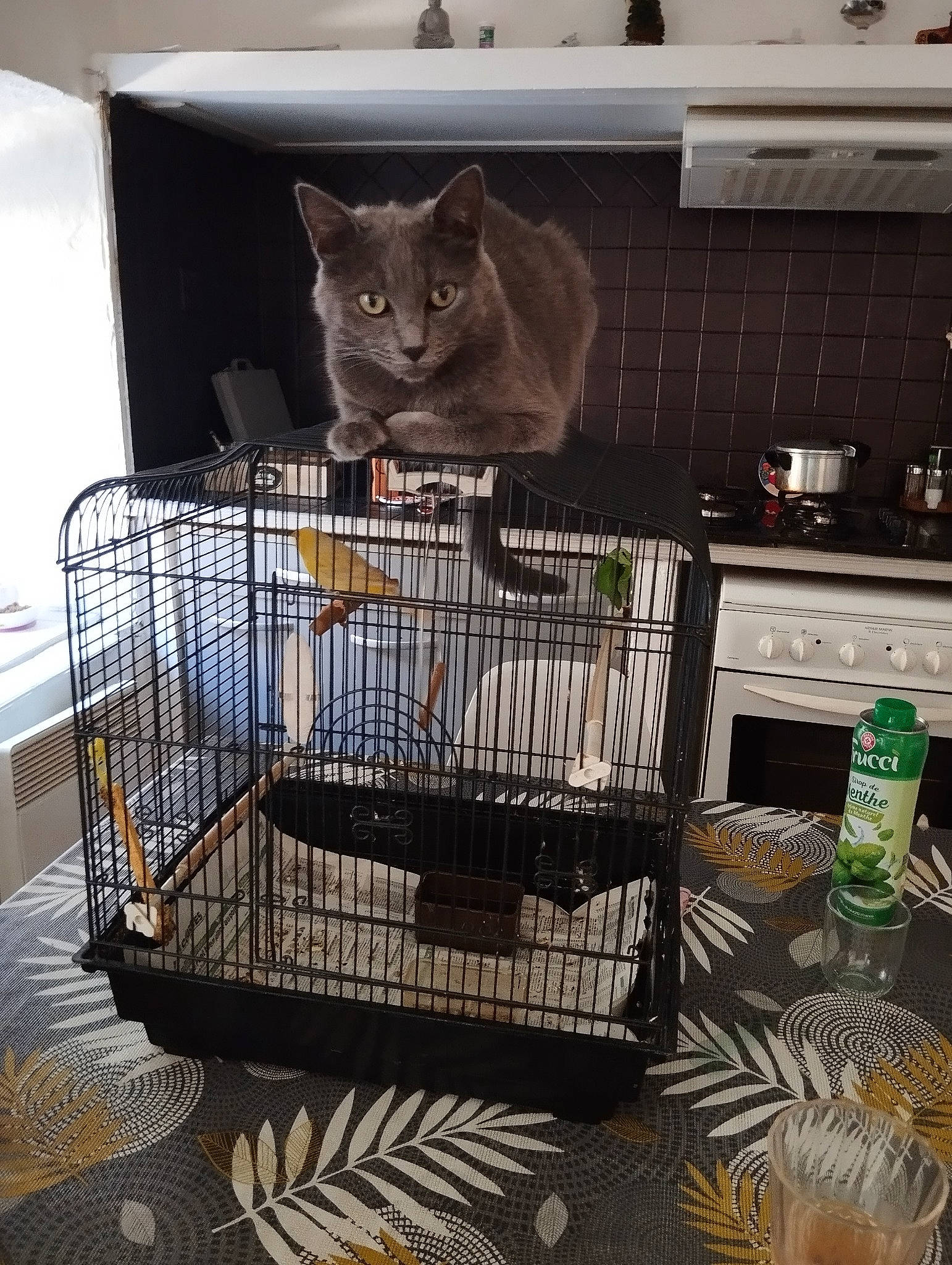 Speed a rejoint le concours — aidez-le/la à gagner de superbes lots ! animal_shelter, bottle, cage, carnivore, cat, cat_supply, composite_material, cooking, felidae, gas, home_appliance, kitchen_appliance, mesh, metal, pet_supply, room, service, small_to_medium_sized_cats, whiskers, wood