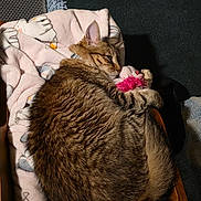 Roo joined the competition — help win amazing prizes! cat, tabby, feline, pet, sleeping, cozy, blanket, pink, toy, wooden_box, fur, relaxed, cute, indoor, resting, animal, comfortable, closeup, soft, domestic