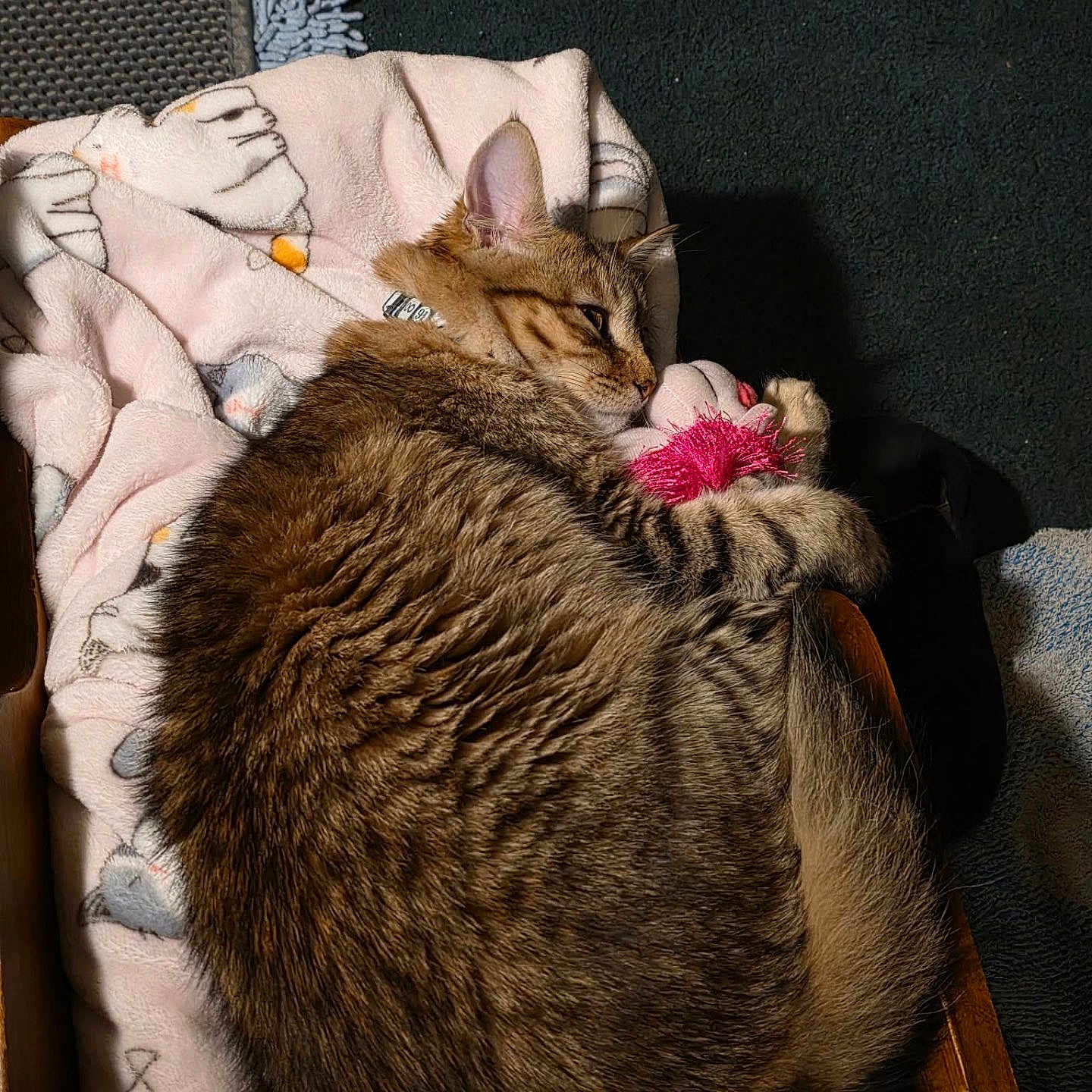 Roo