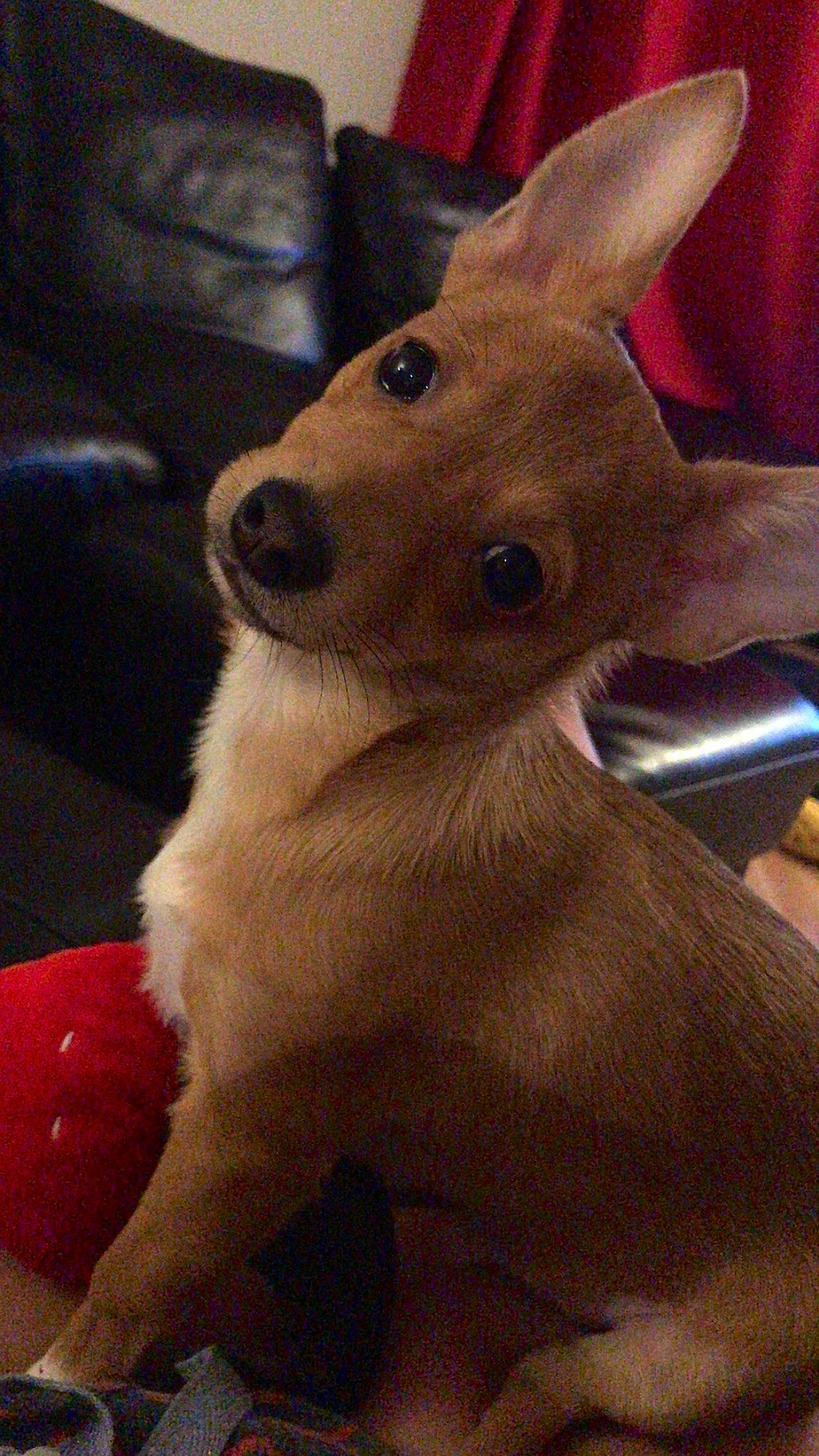 Taco is registered to the contest to win money with this photo: canidae, carnivore, dog, dog_breed, fawn, mammal, snout, toy_fox_terrier, vertebrate, whiskers