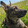 dog, brindle, wildflower_meadow, grass, flowers, yellow_flowers, purple_flowers, daisy, blue_sky, outdoor, nature, animal, pet, canine, sunlight, greenery, relaxed, ears_up, portrait, daytime