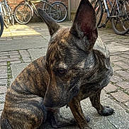 Flora participe au concours pour gagner de l'argent avec cette photo : dog, brindle_coat, outdoor, yard, brick_wall, bicycle, pavement, fence, curious, animal, pet, sitting, quiet, urban, daytime, shadow, ears_up, four_legs, canine, looking_down