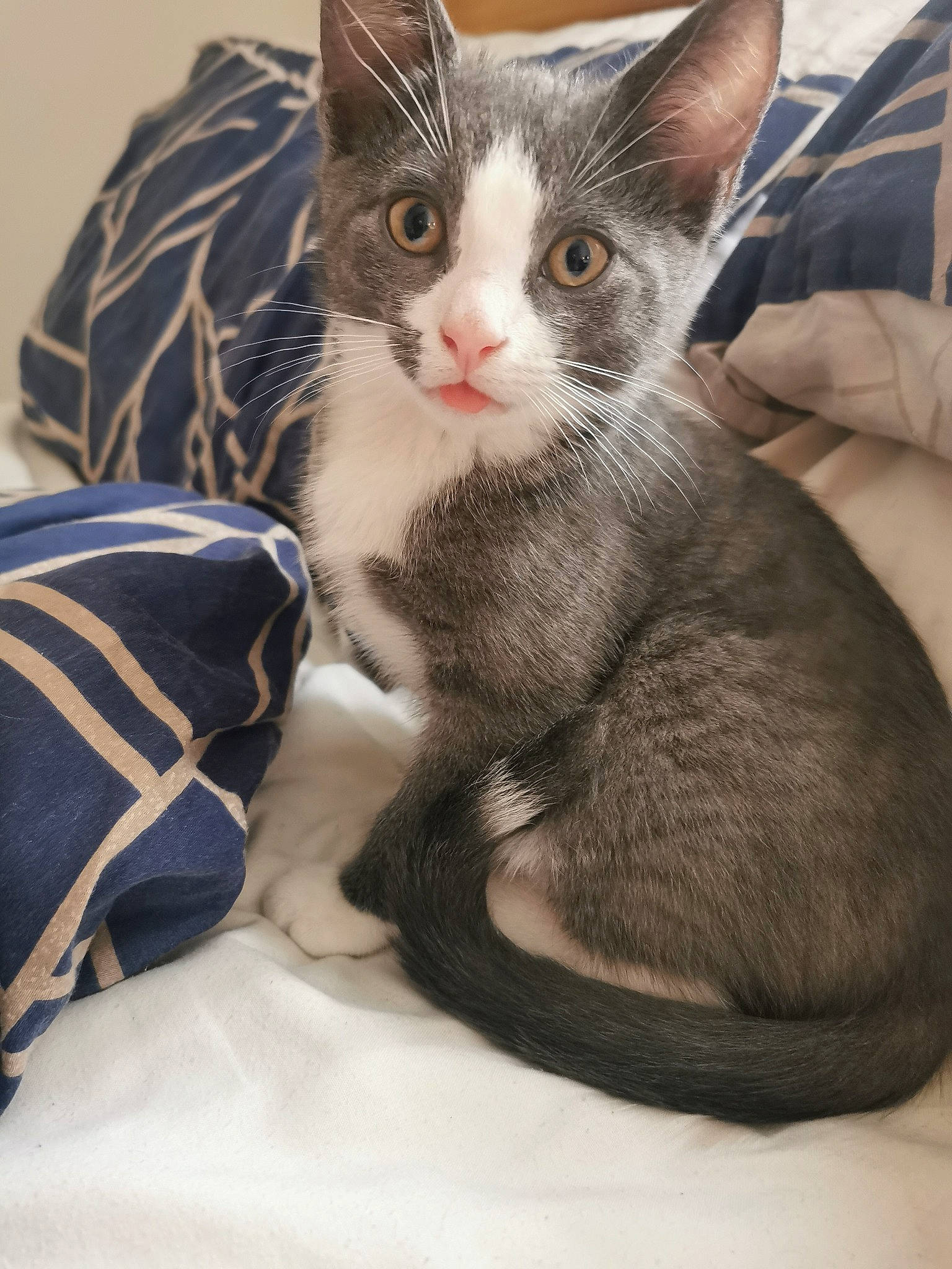 Earl is registered to the contest to win money with this photo: carnivore, cat, claw, comfort, domestic_short_haired_cat, ear, fawn, felidae, fur, gesture, paw, sitting, small_to_medium_sized_cats, tail, whiskers