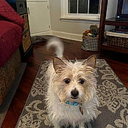 Chloe is registered to the contest to win money with this photo: dog, indoor, living_room, rug, toy, green_toy, collar, curious, scruffy, wooden_floor, window, furniture, cabinet, basket, table, pet, animal, home, brown, white