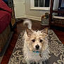 dog, indoor, living_room, rug, toy, green_toy, collar, curious, scruffy, wooden_floor, window, furniture, cabinet, basket, table, pet, animal, home, brown, white