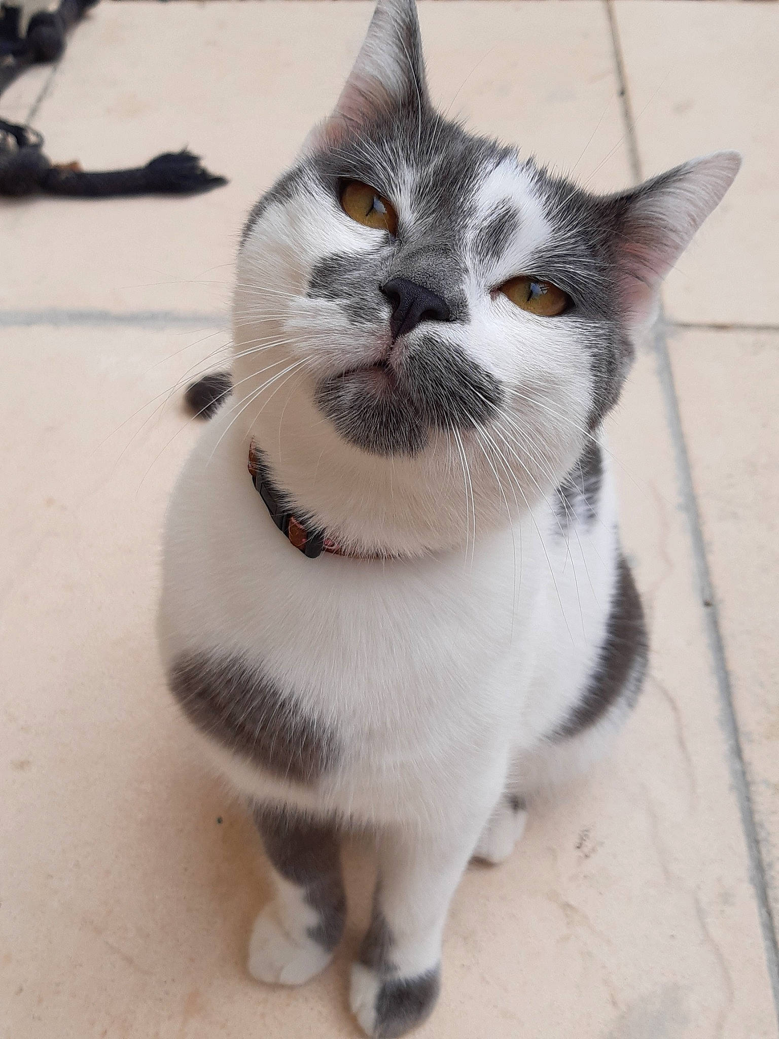 Jazz participe au concours pour gagner de l'argent avec cette photo : aegean_cat, american_wirehair, asian, british_shorthair, carnivore, cat, domestic_short_haired_cat, european_shorthair, eye, felidae, japanese_bobtail, kitten, mammal, small_to_medium_sized_cats, snout, tail, whiskers