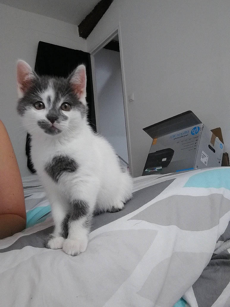 Jazz a rejoint le concours — aidez-le/la à gagner de superbes lots ! aegean_cat, box, carnivore, cat, domestic_short_haired_cat, ear, european_shorthair, felidae, fur, kitten, norwegian_forest_cat, small_to_medium_sized_cats, turkish_angora, turkish_van, whiskers