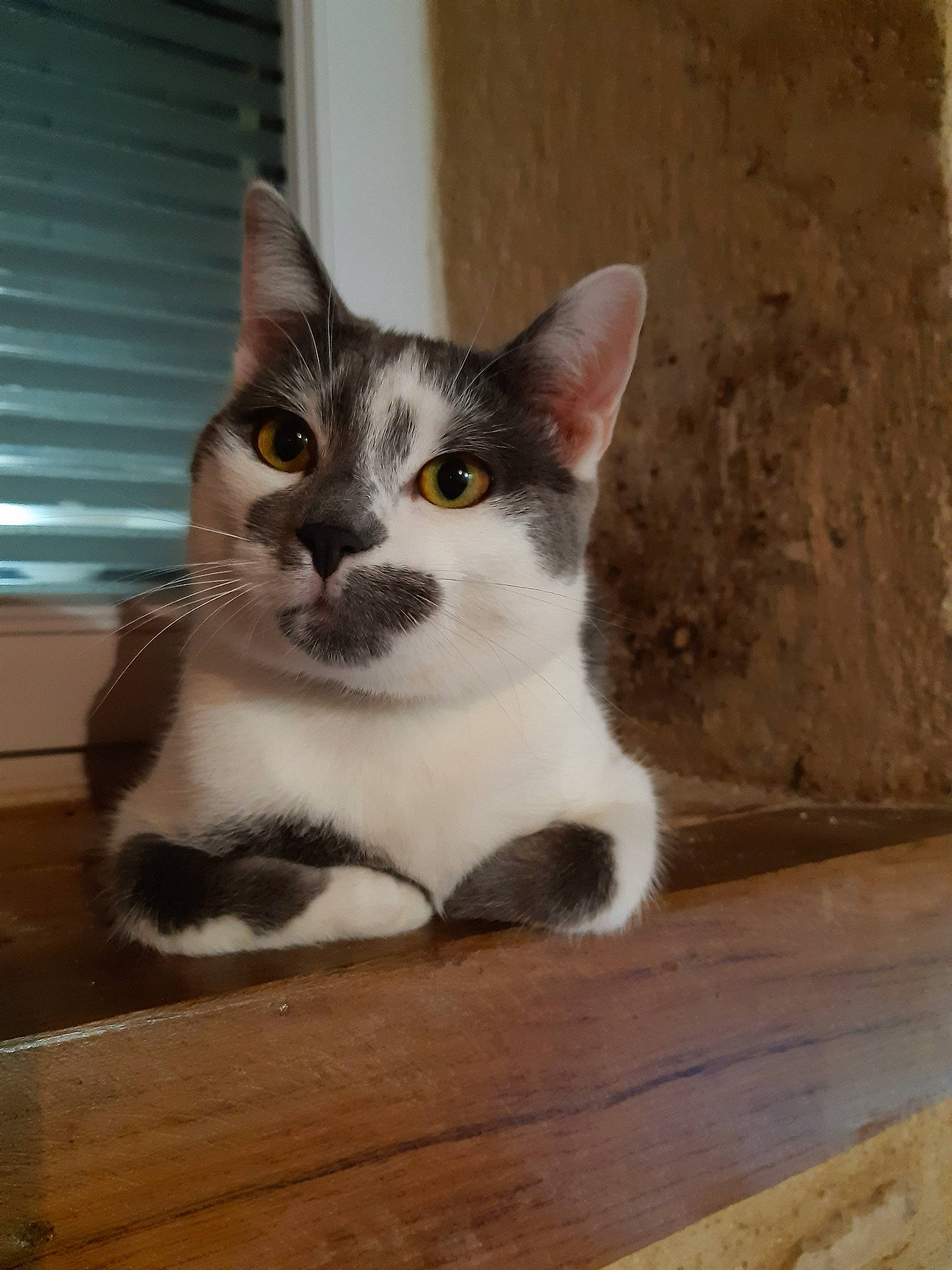 Jazz participe au concours pour gagner de l'argent avec cette photo : aegean_cat, american_wirehair, asian, burmilla, carnivore, cat, domestic_short_haired_cat, european_shorthair, felidae, japanese_bobtail, kitten, mammal, ojos_azules, polydactyl_cat, singapura, small_to_medium_sized_cats, snout, tail, vertebrate, whiskers