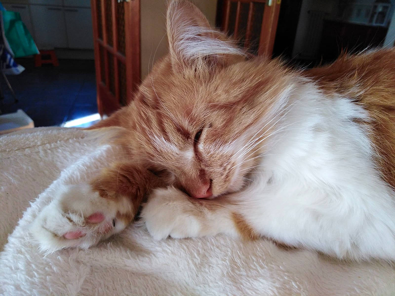 Cookie participe au concours pour gagner de l'argent avec cette photo : carnivore, cat, domestic_long_haired_cat, ear, eye, fawn, felidae, fur, kitten, maine_coon, nap, norwegian_forest_cat, ragamuffin, sleep, small_to_medium_sized_cats, snout, tabby_cat, tail, turkish_van, whiskers