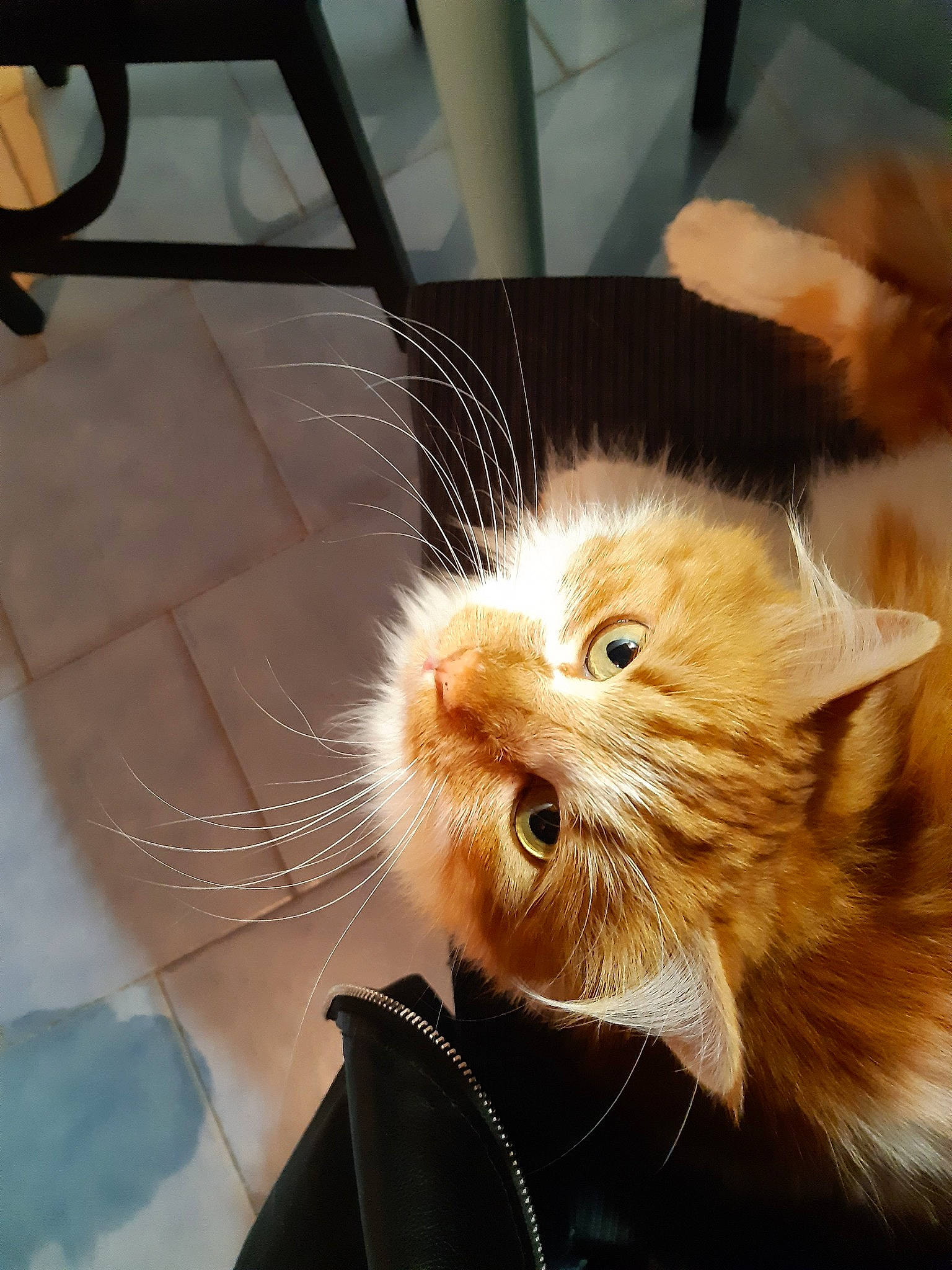 Cookie participe au concours pour gagner de l'argent avec cette photo : carnivore, cat, domestic_long_haired_cat, fawn, felidae, fur, kitten, persian, small_to_medium_sized_cats, snout, tabby_cat, whiskers