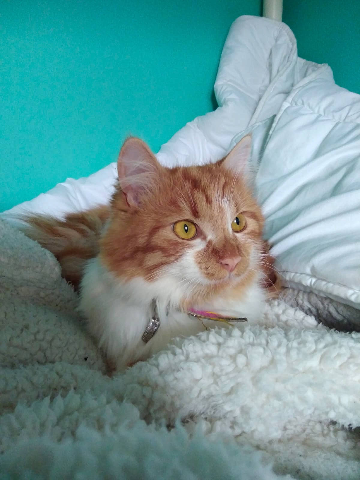 Cookie a rejoint le concours — aidez-le/la à gagner de superbes lots ! aegean_cat, bed, british_semi_longhair, carnivore, cat, eye, felidae, fur, kitten, maine_coon, mammal, norwegian_forest_cat, persian, polydactyl_cat, ragamuffin, skin, small_to_medium_sized_cats, turkish_angora, turkish_van, whiskers