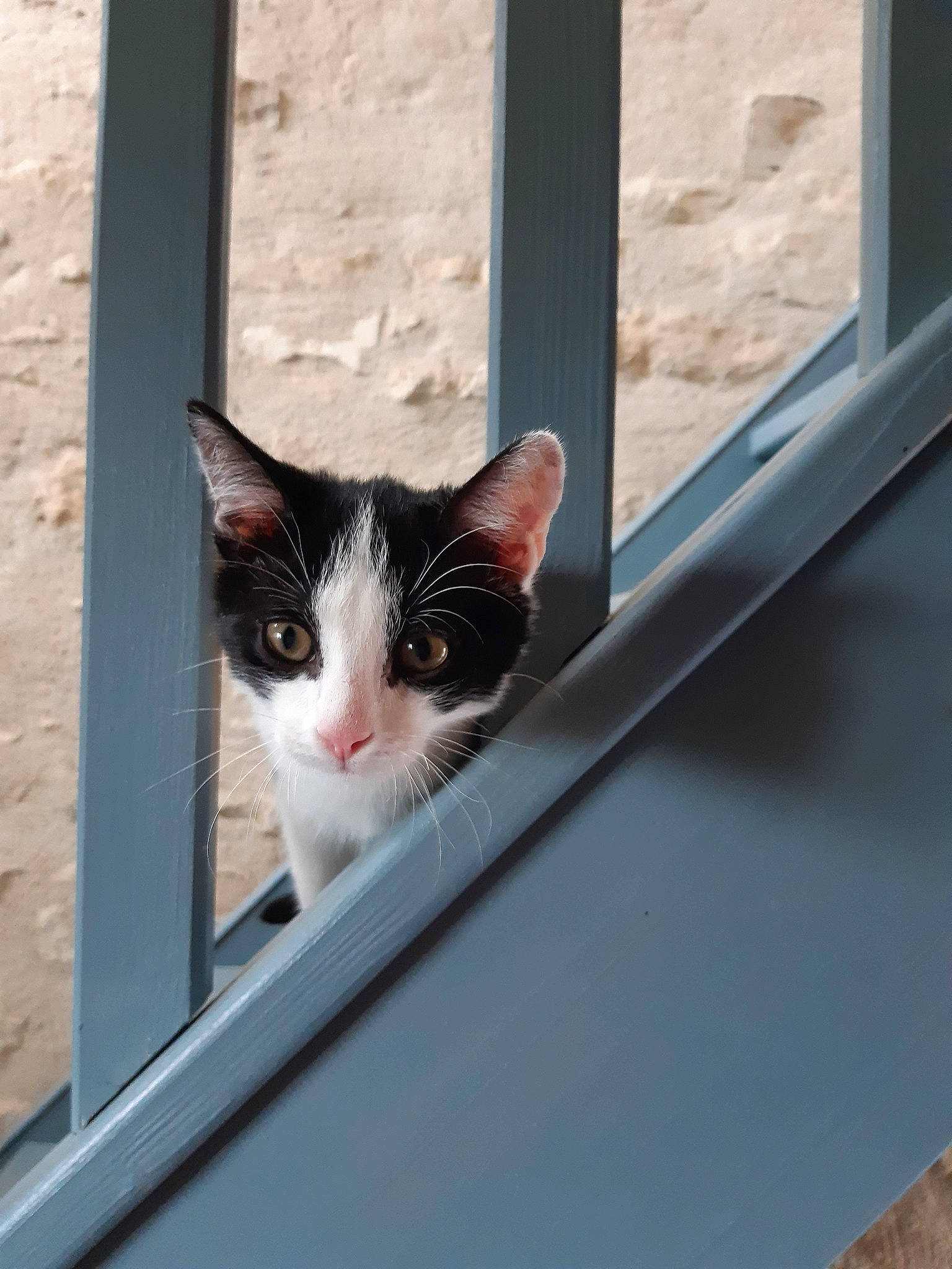 Haddock a rejoint le concours — aidez-le/la à gagner de superbes lots ! aegean_cat, black_and_white, carnivore, cat, domestic_short_haired_cat, door, european_shorthair, eye, felidae, kitten, polydactyl_cat, small_to_medium_sized_cats, snout, whiskers, window