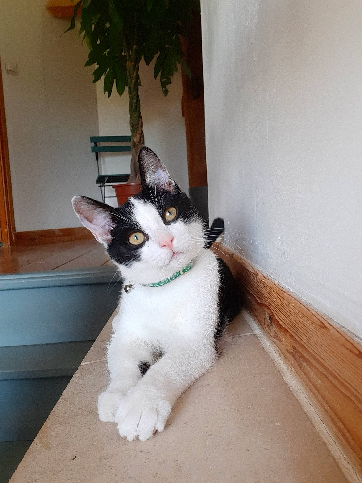 Haddock a rejoint le concours — aidez-le/la à gagner de superbes lots ! aegean_cat, canidae, carnivore, cat, domestic_short_haired_cat, fawn, felidae, japanese_bobtail, kitten, mammal, polydactyl_cat, small_to_medium_sized_cats, tail, whiskers