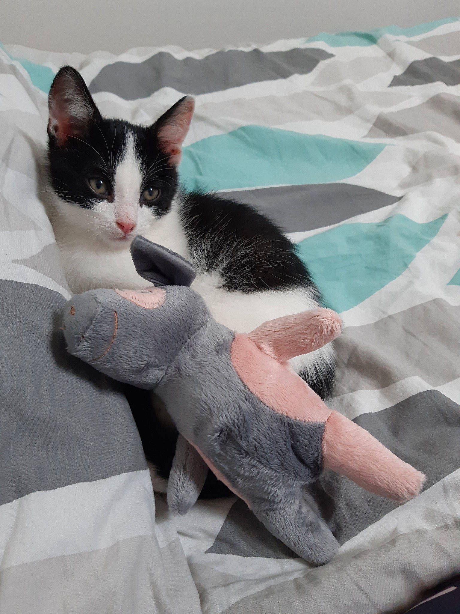 Haddock a rejoint le concours — aidez-le/la à gagner de superbes lots ! aegean_cat, american_wirehair, black_and_white, carnivore, cat, domestic_short_haired_cat, felidae, fur, kitten, leg, polydactyl_cat, small_to_medium_sized_cats, tail, whiskers