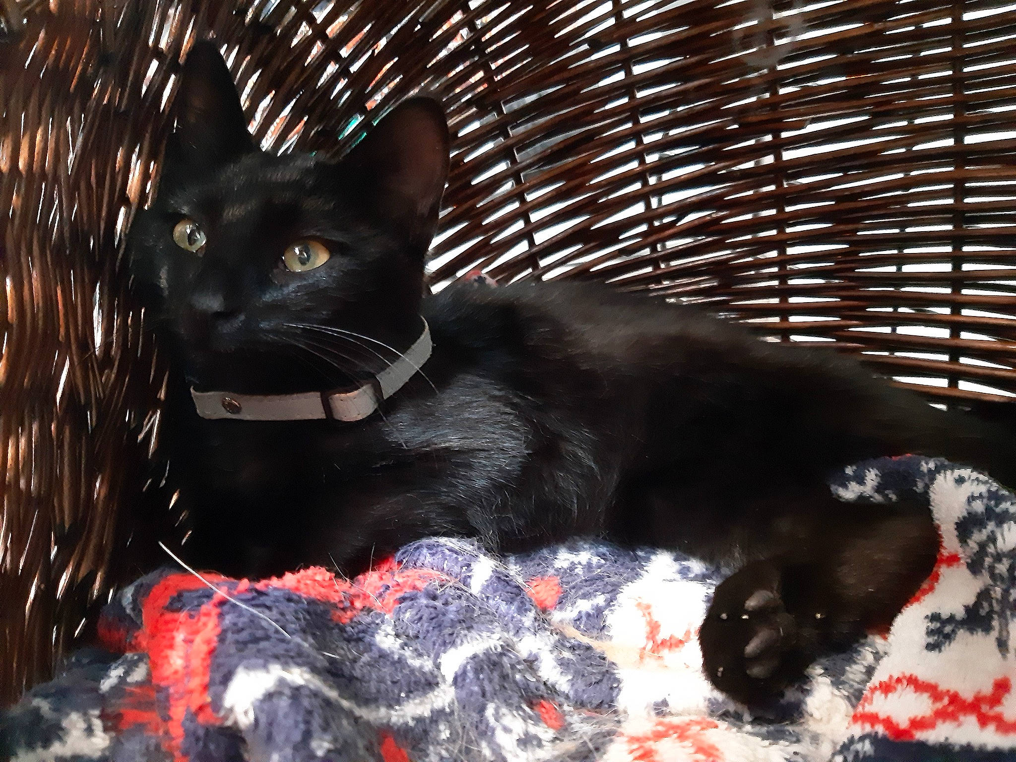 Pepper a rejoint le concours — aidez-le/la à gagner de superbes lots ! black, black_cat, bombay, canidae, carnivore, cat, dog_breed, felidae, mammal, small_to_medium_sized_cats, snout, vertebrate, whiskers