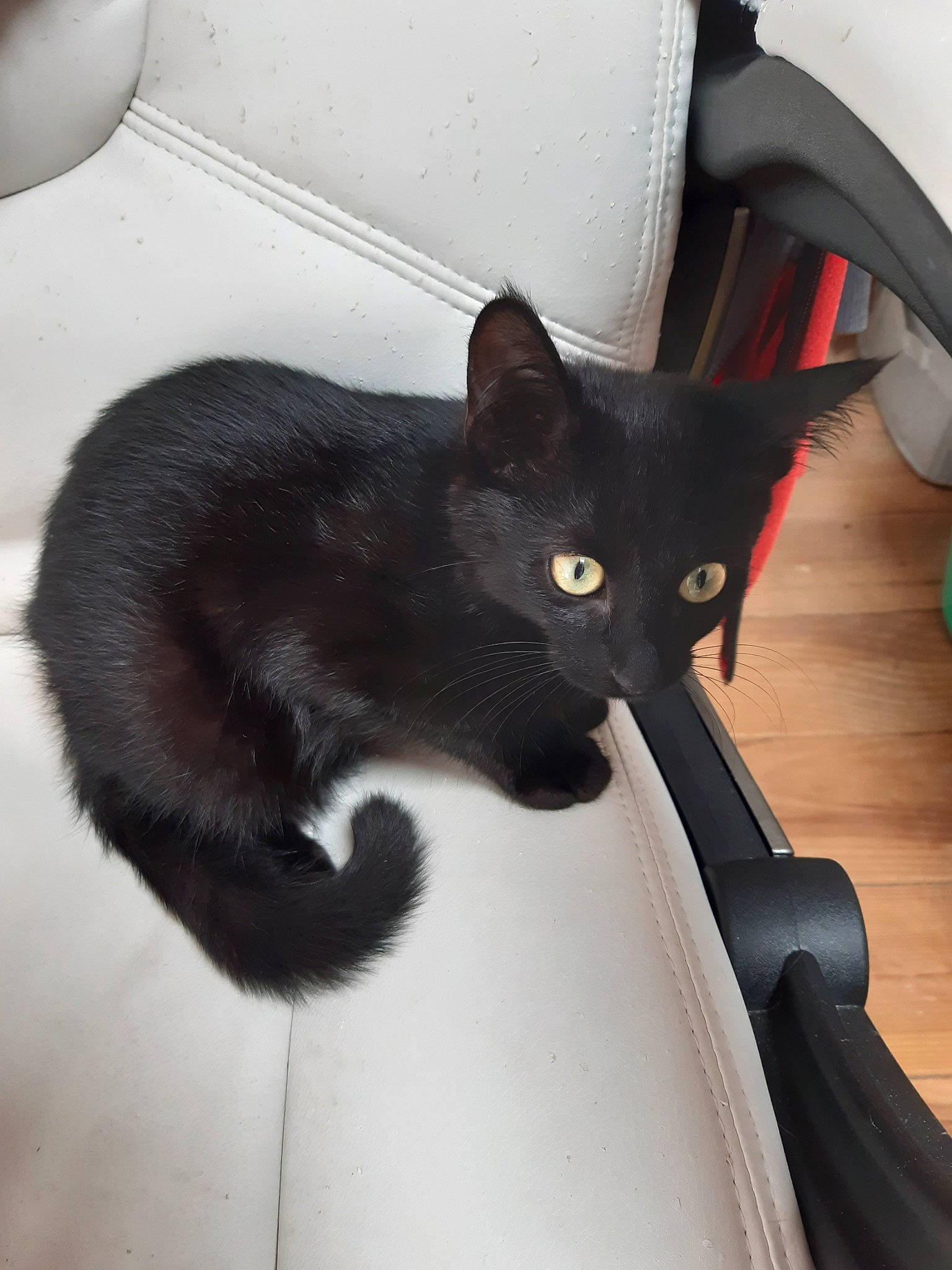 Pepper participe au concours pour gagner de l'argent avec cette photo : black, black_cat, bombay, carnivore, cat, domestic_short_haired_cat, felidae, korat, mammal, polydactyl_cat, small_to_medium_sized_cats, snout, tail, whiskers