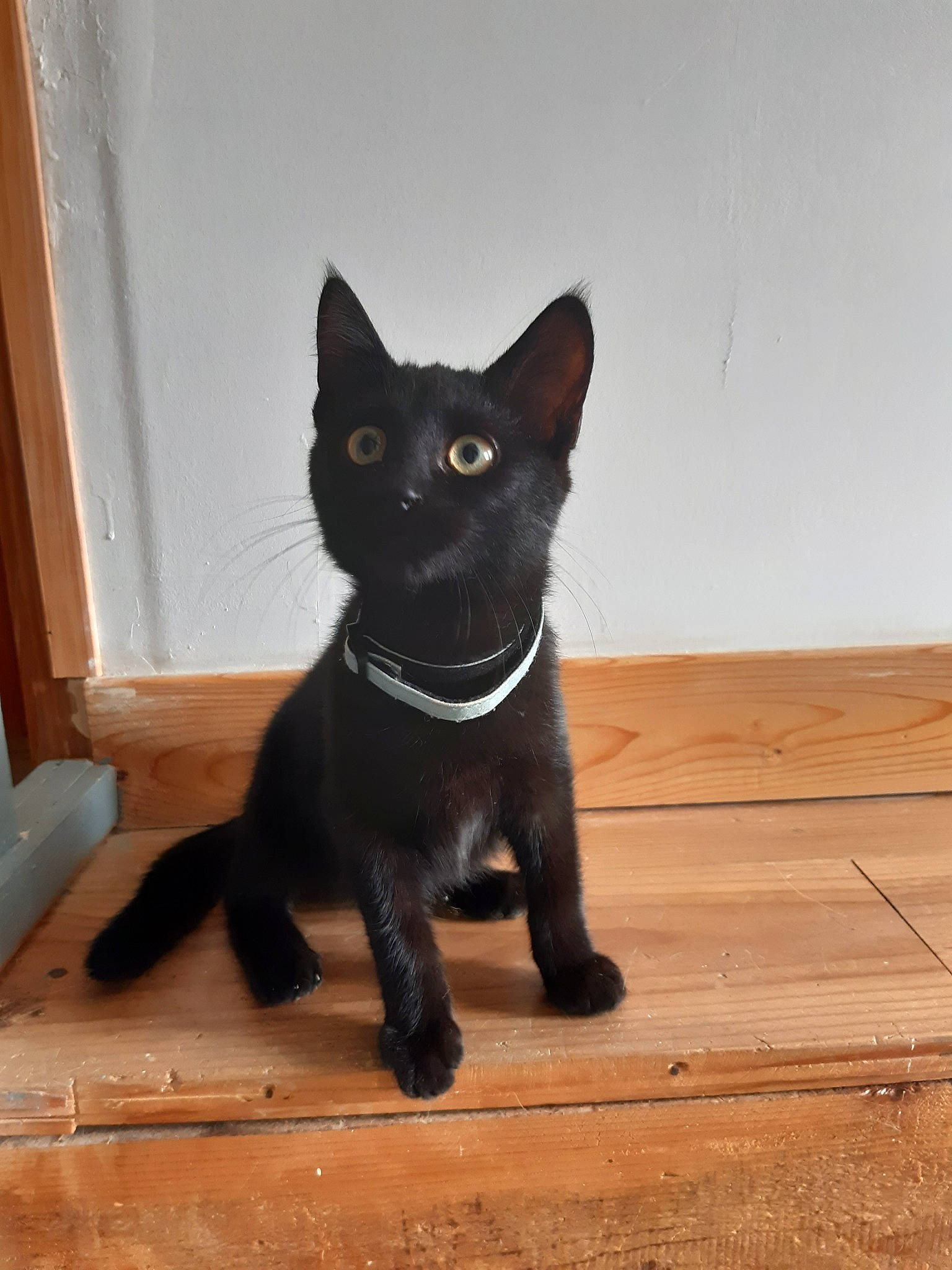 Pepper participe au concours pour gagner de l'argent avec cette photo : asian, black, black_cat, bombay, burmese, carnivore, cat, domestic_short_haired_cat, felidae, havana_brown, kitten, korat, mammal, oriental_shorthair, small_to_medium_sized_cats, tail, vertebrate, whiskers