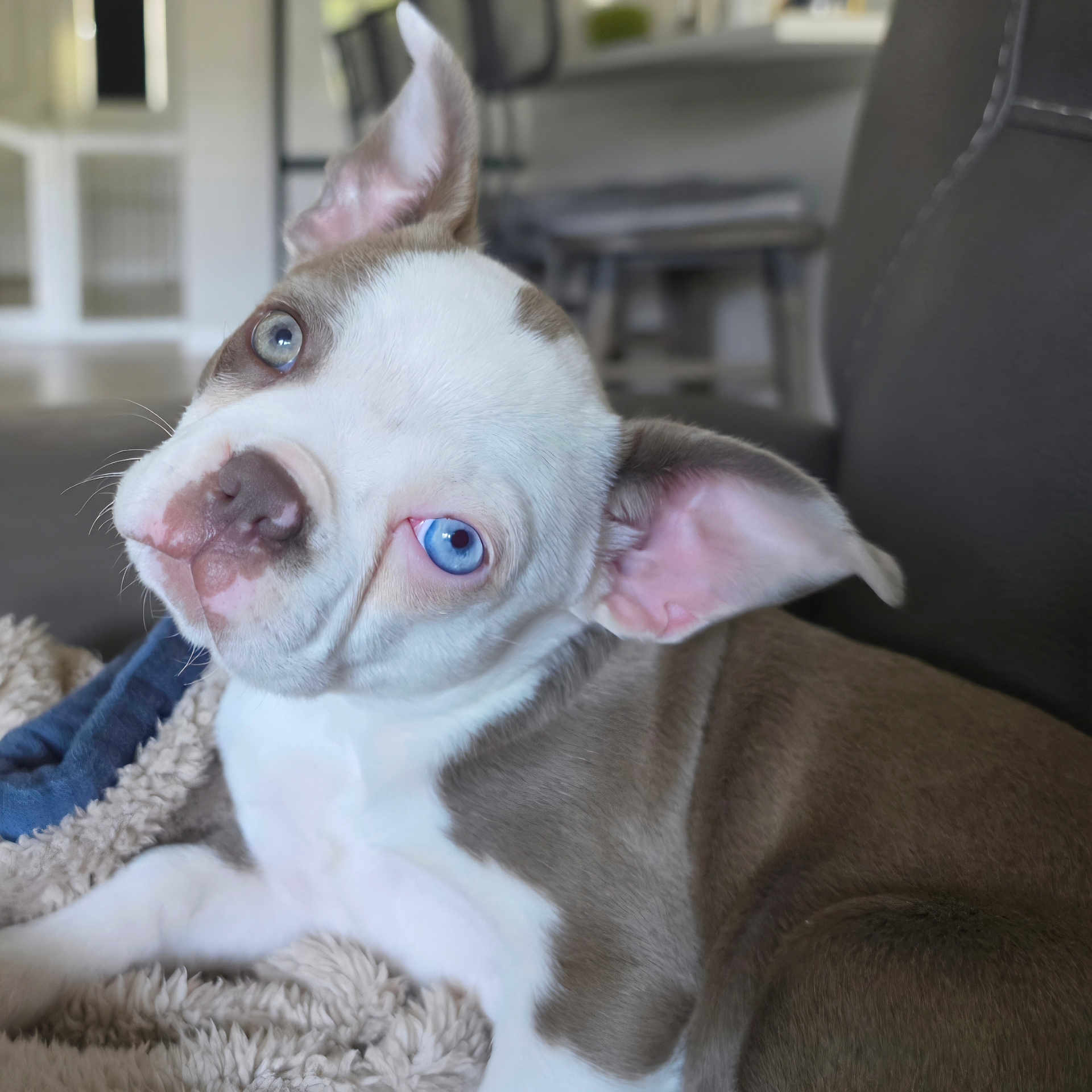 Sapphire joined the competition — help win amazing prizes! puppy, dog, blue_eyes, head_tilt, blanket, indoor, pet, cute, snuggle, fur, ears, nose, closeup, portrait, animal, domestic_animal, young_dog, couch, relaxed, whiskers