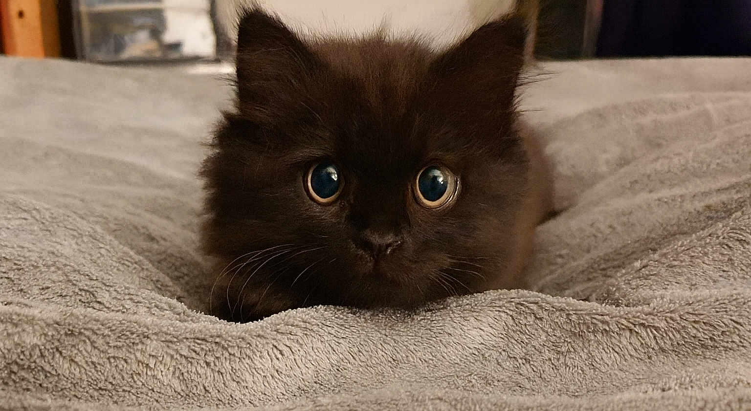Spirit joined the competition — help win amazing prizes! adorable, animal, bed, black_cat, blanket, cat, closeup, cute, eyes, fur, furry, indoor, kitten, lying_down, mammal, pet, resting, soft, whiskers, young