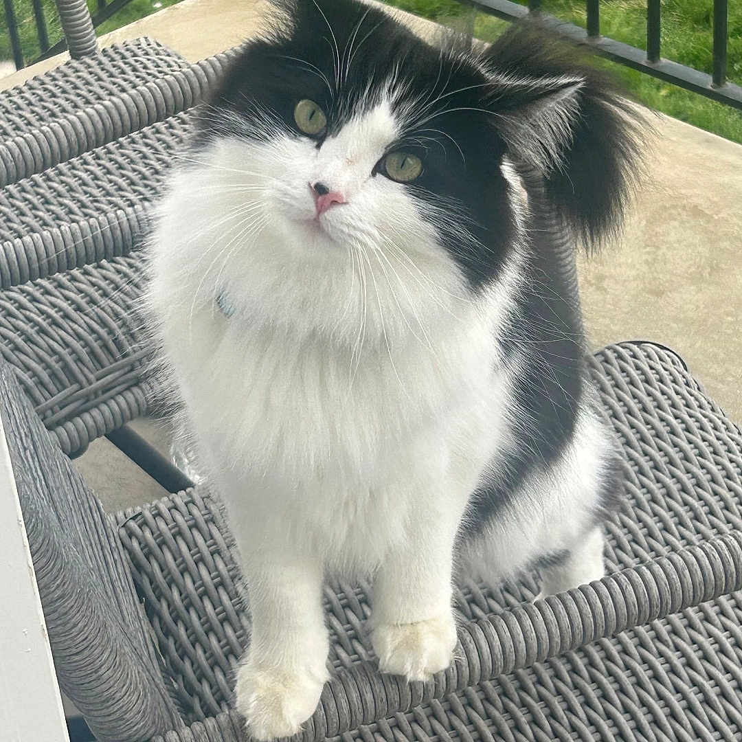 Baby Floof
