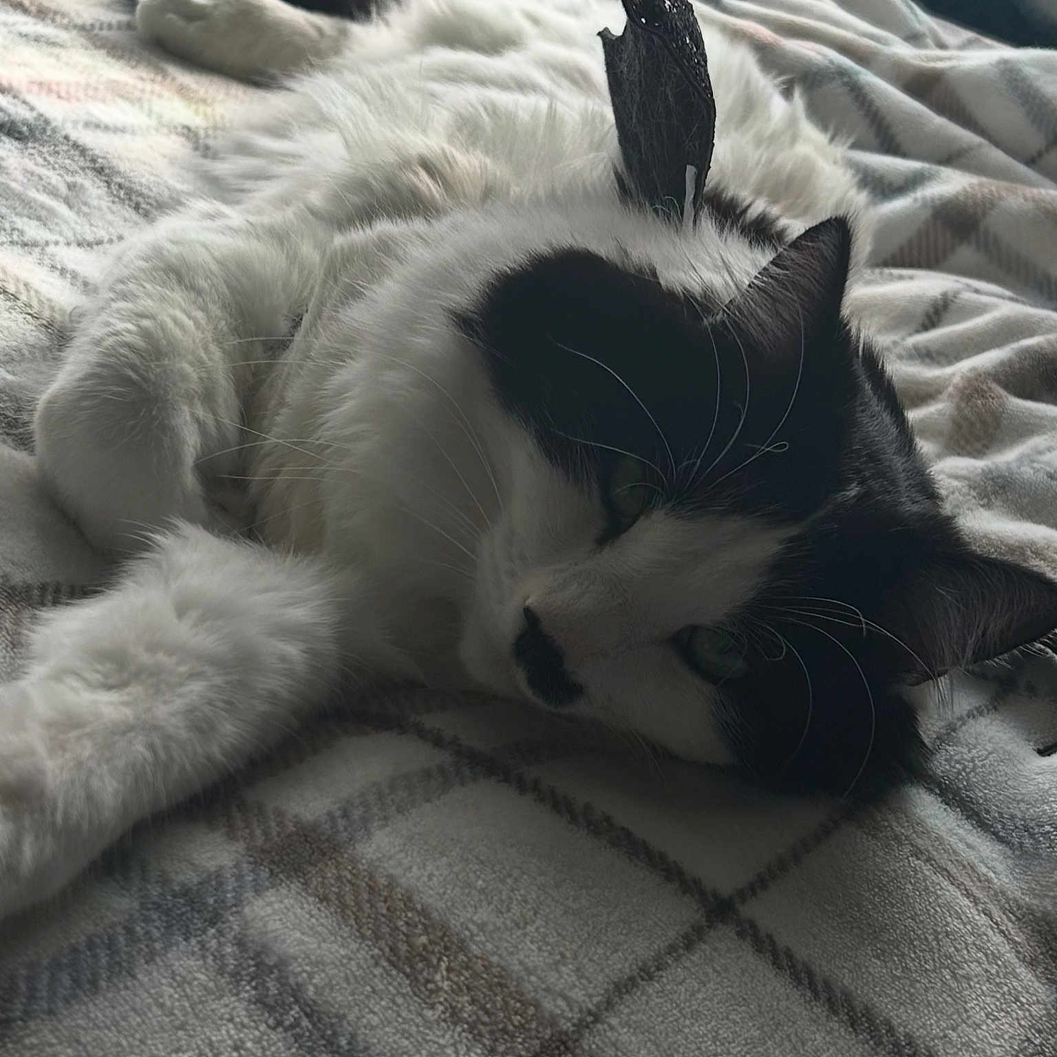 Big Floof is registered to the contest to win money with this photo: animal, bed, bedroom, blanket, canine, cat, couch, dog, furniture, homedecor, indoors, kitten, linen, manx, person, pet, puppy, quilt, room, sleeping