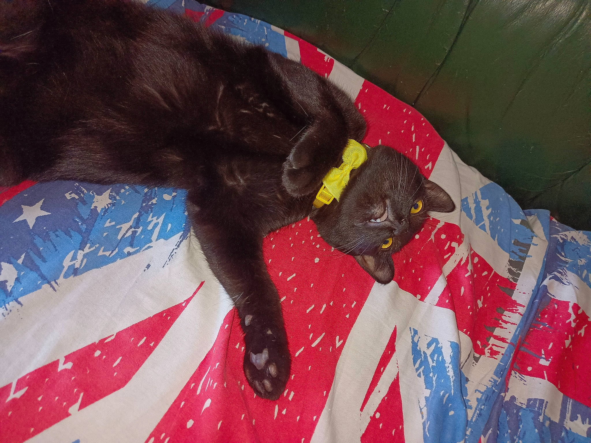 Khêpri participe au concours pour gagner de l'argent avec cette photo : black_cat, canidae, carmine, carnivore, comfort, companion_dog, dog_breed, dog_supply, domestic_short_haired_cat, event, felidae, flooring, fur, liver, pet_supply, small_to_medium_sized_cats, sporting_group, tail, whiskers, working_animal