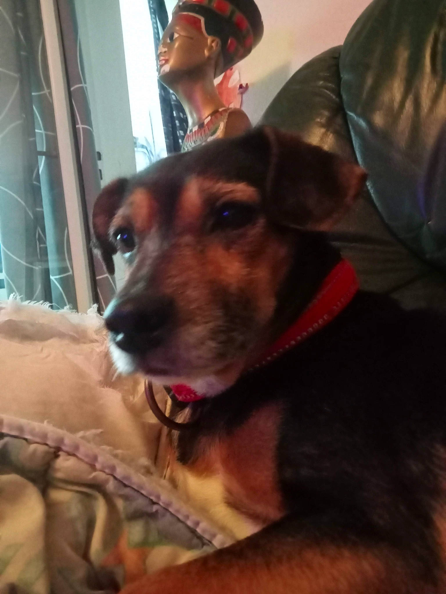 Akhésa participe au concours pour gagner de l'argent avec cette photo : canidae, carnivore, collar, companion_dog, dog, dog_breed, dog_collar, ear, eyewear, fashion_accessory, fawn, fur, hat, jaw, party_hat, snout, sporting_group, whiskers, working_animal, working_dog