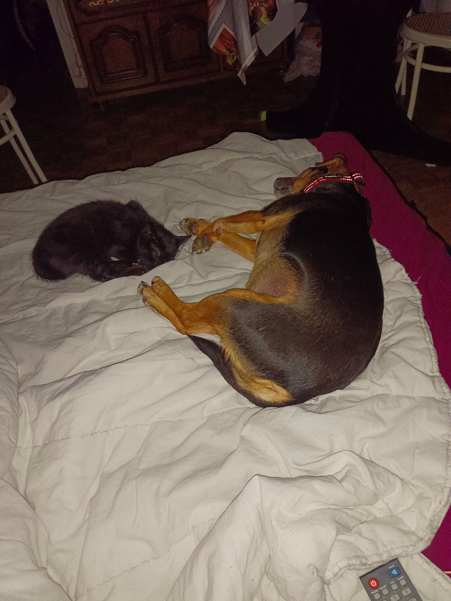 Akhésa participe au concours pour gagner de l'argent avec cette photo : bed_sheet, brown, canidae, carnivore, comfort, companion_dog, dog, dog_breed, duvet, fawn, floor, flooring, fur, hardwood, linens, nap, room, sporting_group, tail, working_animal