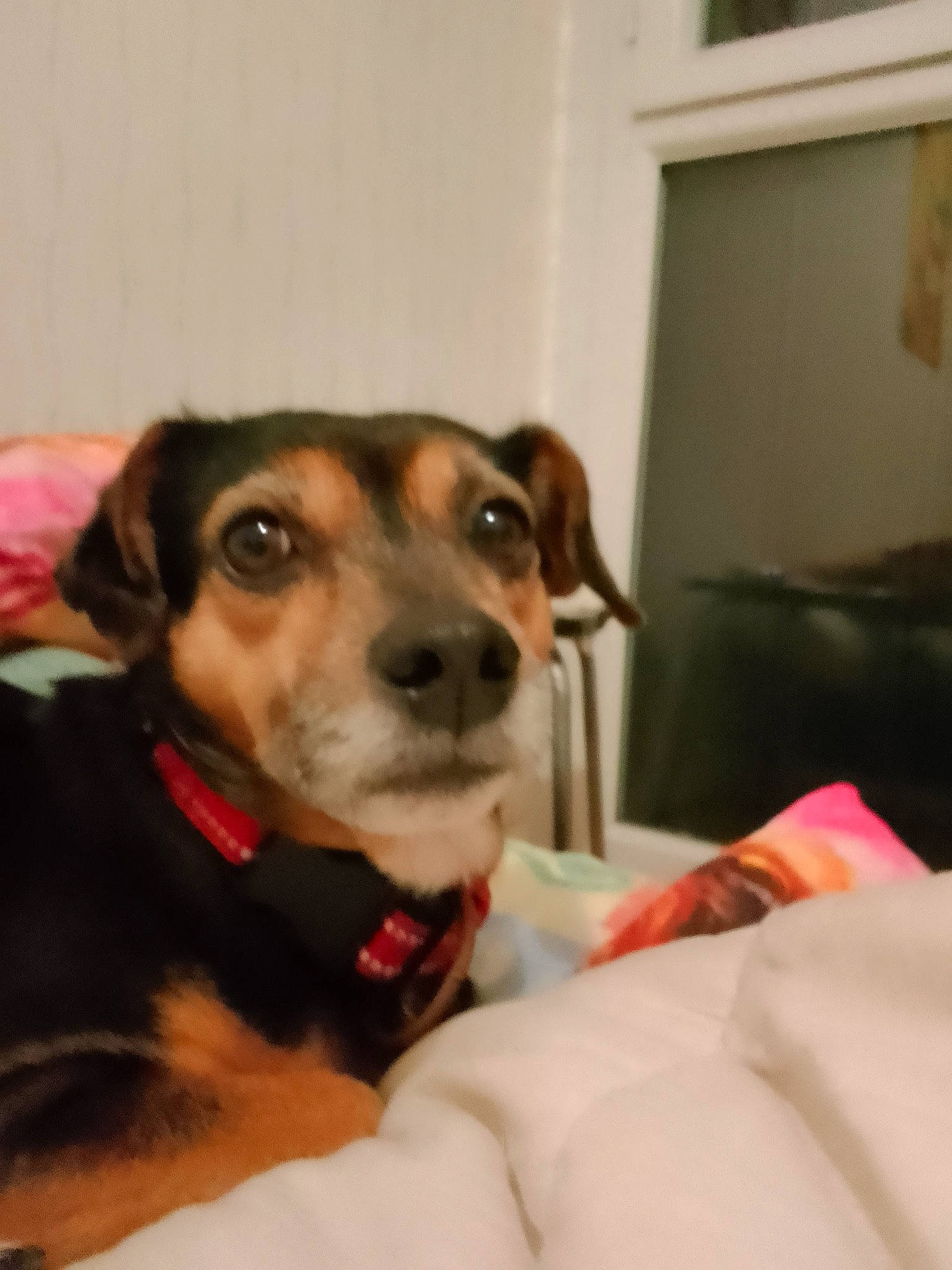 Akhésa participe au concours pour gagner de l'argent avec cette photo : cable_television, canidae, carnivore, collar, comfort, companion_dog, dog, dog_breed, dog_collar, dog_supply, ear, fawn, fur, guard_dog, pet_supply, puppy, snout, sporting_group, whiskers, working_animal