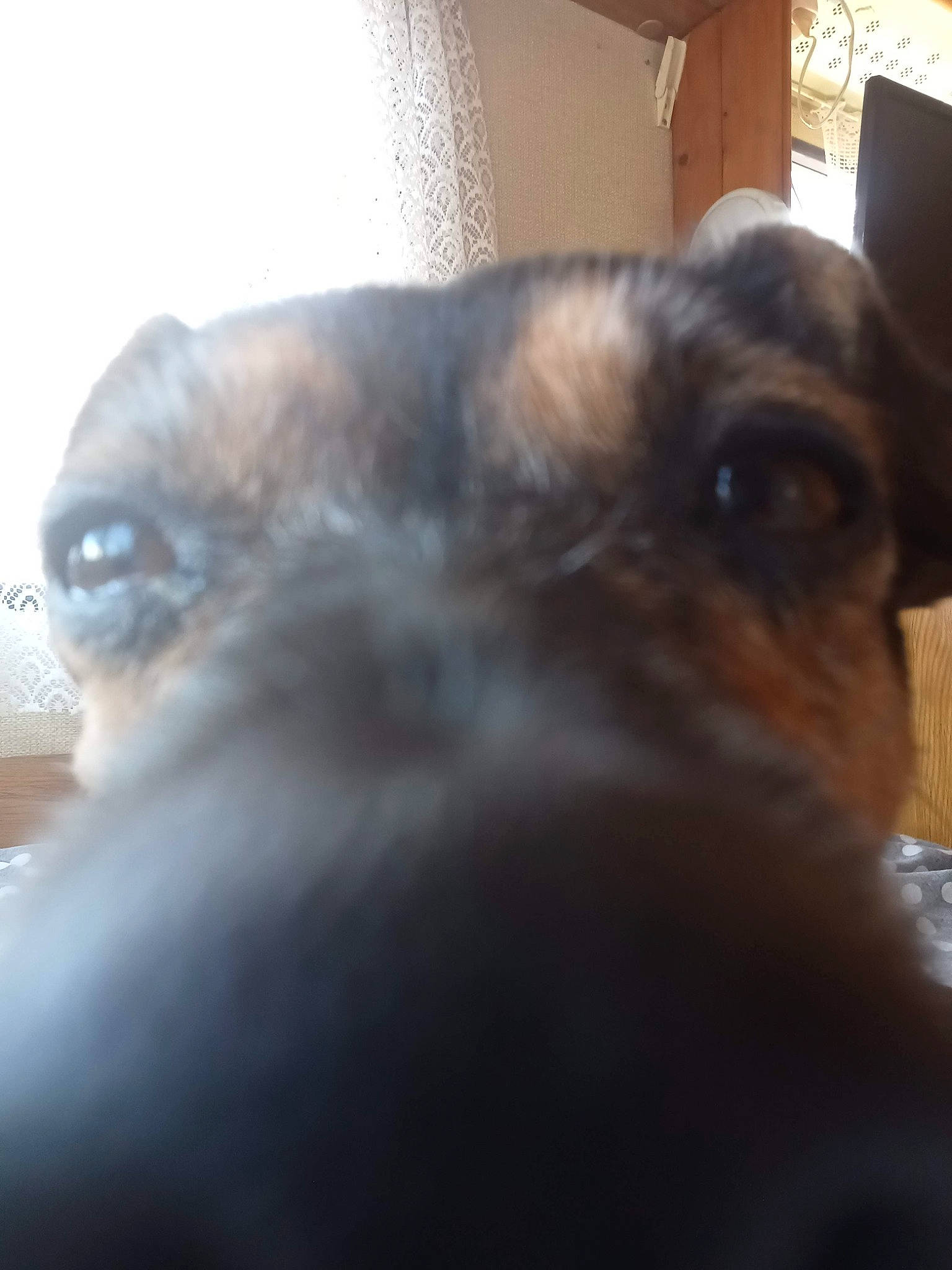 Akhésa participe au concours pour gagner de l'argent avec cette photo : canidae, carnivore, companion_dog, dog, dog_breed, ear, fawn, fur, liver, paw, snout, sporting_group, terrestrial_animal, whiskers, working_animal