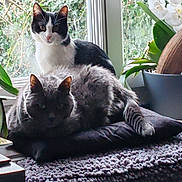 Ayla participe au concours pour gagner de l'argent avec cette photo : cat, cats, tuxedo_cat, gray_cat, pet, animal, sitting, cushion, window, indoors, houseplants, orchid, flowers, nature, cozy, home, portrait, black_and_white, fluffy, daylight