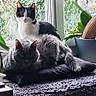 cat, cats, tuxedo_cat, gray_cat, pet, animal, sitting, cushion, window, indoors, houseplants, orchid, flowers, nature, cozy, home, portrait, black_and_white, fluffy, daylight
