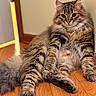 Matrix joined the competition — help win amazing prizes! cat, tabby, fluffy, feline, pet, animal, indoor, wooden_floor, relaxed, striped, fur, sitting, resting, cute, whiskers, ears, tail, brown, beige_wall, closeup