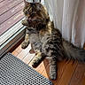 Matrix is registered to the contest to win money with this photo: cat, tabby, fluffy, grooming, paw, licking, indoor, wooden_floor, sliding_door, glass_door, curtains, sunlight, mat, pet, feline, relaxing, animal, household, cozy, daylight