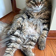 Matrix is registered to the contest to win money with this photo: cat, tabby, fluffy_fur, green_eyes, relaxed, lounging, wooden_floor, indoor, pet, animal, whiskers, ears, paw, curious, fur_pattern, close_up, portrait, domestic_cat, long_hair, resting