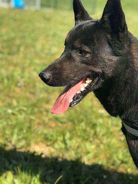 Snow a rejoint le concours — aidez-le/la à gagner de superbes lots ! australian_kelpie, black_norwegian_elkhound, canidae, carnivore, dog, dog_breed, dutch_shepherd_dog, formosan_mountain_dog, kai_ken, kunming_wolfdog, lapponian_herder, mammal, rare_breed_dog, schipperke, snout, vertebrate