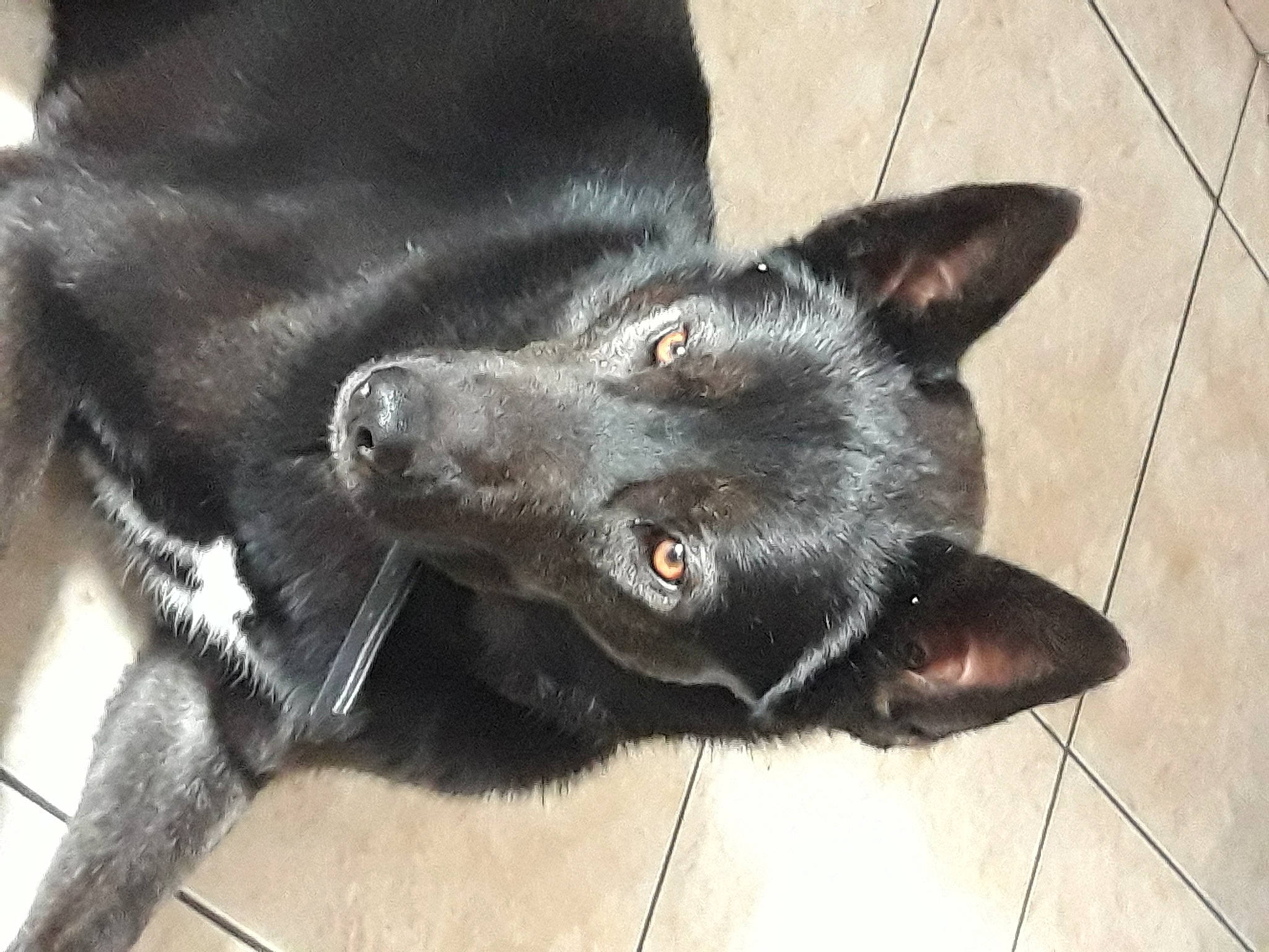 Snow participe au concours pour gagner de l'argent avec cette photo : australian_kelpie, canidae, carnivore, dog, dog_breed, formosan_mountain_dog, mammal, snout, sporting_group, street_dog, vertebrate