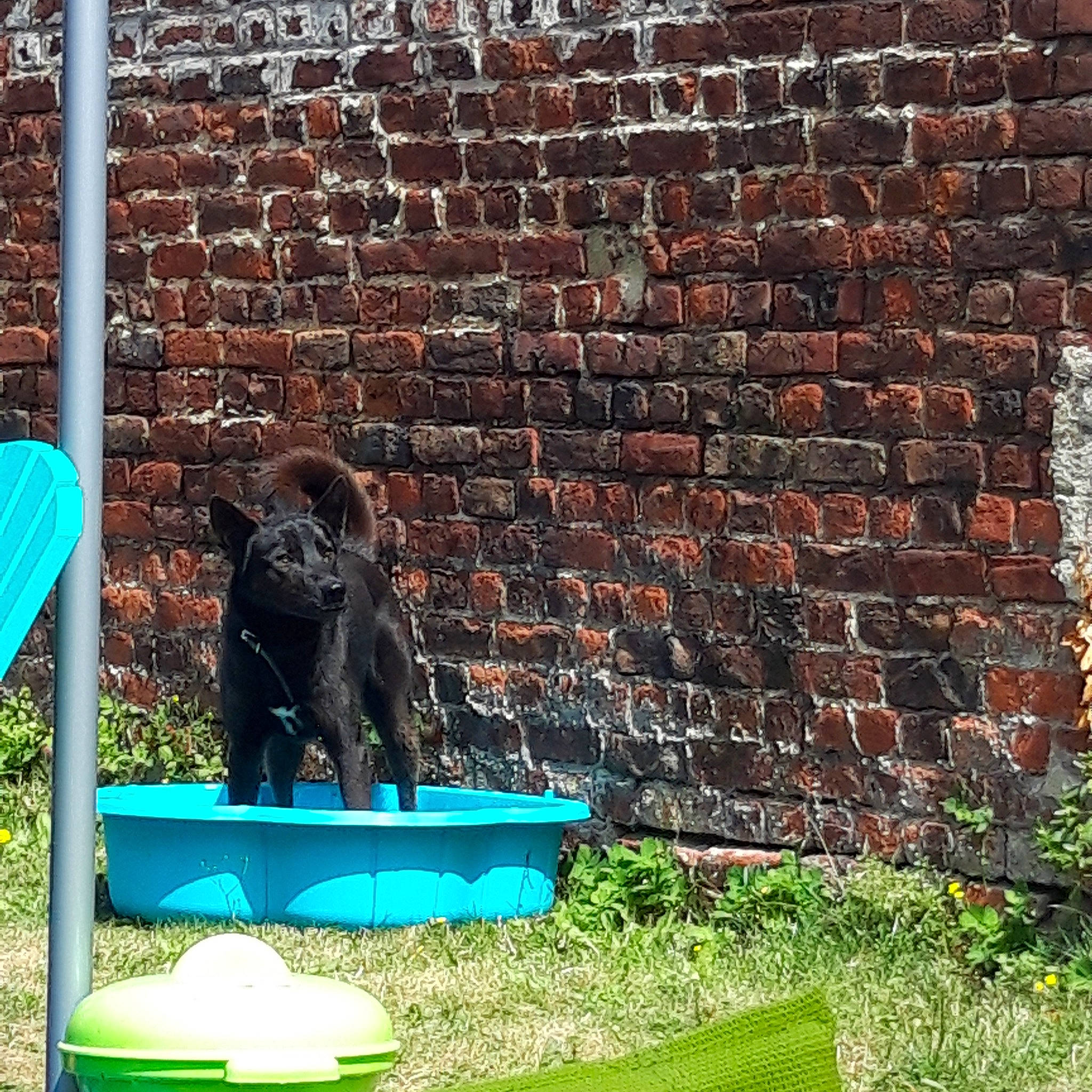 Snow participe au concours pour gagner de l'argent avec cette photo : brick, brickwork, canidae, carnivore, cat, dog, dog_breed, flat_coated_retriever, grass, green, home, sporting_group