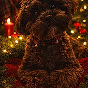 Koda joined the competition — help win amazing prizes! dog, brown_dog, fluffy, pet, collar, plaid, christmas_lights, holiday, festive, bokeh, red_blanket, greenery, cozy, cute, animal, portrait, indoors, soft_light, decorations, christmas