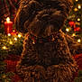 dog, brown_dog, fluffy, pet, collar, plaid, christmas_lights, holiday, festive, bokeh, red_blanket, greenery, cozy, cute, animal, portrait, indoors, soft_light, decorations, christmas