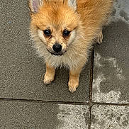 Coco is registered to the contest to win money with this photo: adorable, animal, brown_fur, canine, concrete, curious, cute, dog, ears, fluffy, looking_up, outdoor, pavement, pet, puppy, sidewalk, small_dog, tail, wet_pavement, young_dog