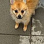 adorable, animal, brown_fur, canine, concrete, curious, cute, dog, ears, fluffy, looking_up, outdoor, pavement, pet, puppy, sidewalk, small_dog, tail, wet_pavement, young_dog
