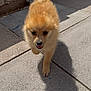 Coco is registered to the contest to win money with this photo: adorable, animal, brown, canine, concrete, cute, daytime, dog, fence, fluffy, happy, outdoor, pet, playful, puppy, shadow, small, sunlight, walking, young