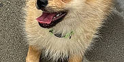 Coco is registered to the contest to win money with this photo: animal, canine, collar, cute, dog, domestic_animal, fluffy, fur, happy, looking_up, outdoor, pavement, pet, playful, puppy, small_dog, smiling, tiles, tongue_out, young_dog