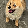 animal, canine, collar, cute, dog, domestic_animal, fluffy, fur, happy, looking_up, outdoor, pavement, pet, playful, puppy, small_dog, smiling, tiles, tongue_out, young_dog