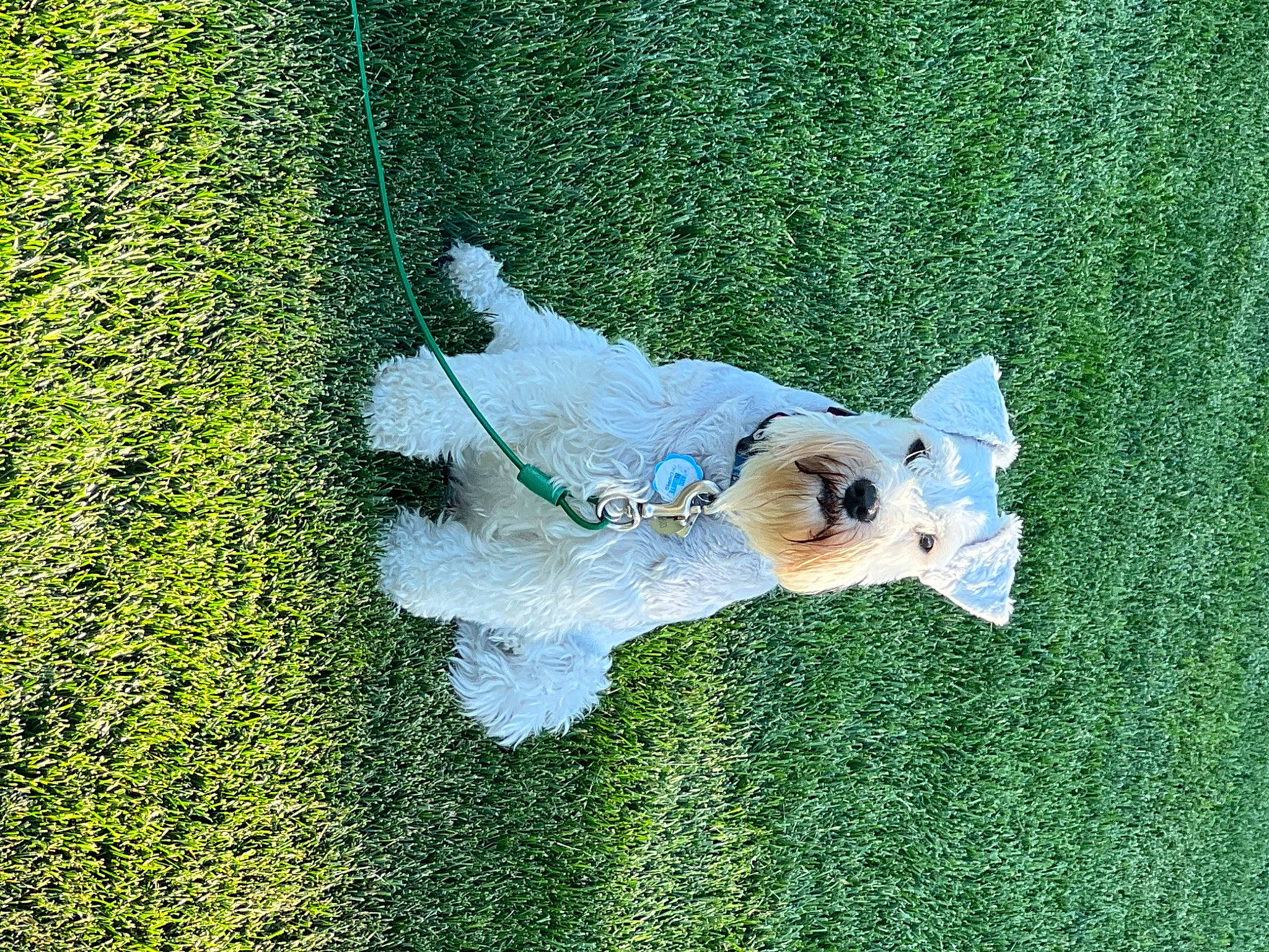 Koy is registered to the contest to win money with this photo: adventure, canidae, carnivore, companion_dog, dog, dog_breed, dog_collar, fashion_accessory, grass, groundcover, leash, leisure, non_sporting_group, people_in_nature, plant, sporting_group, tail, terrier, water, working_animal