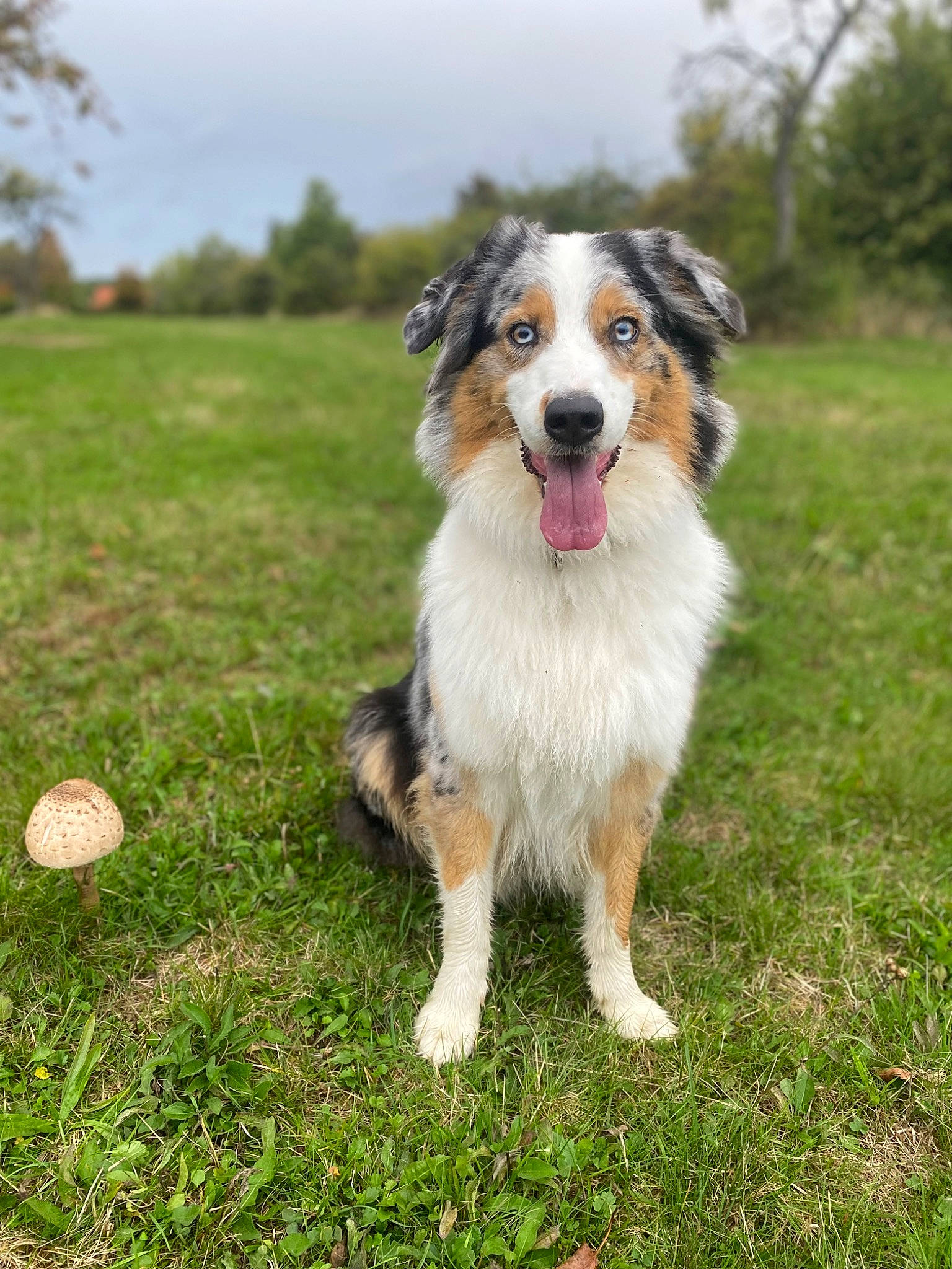 Pixie participe au concours pour gagner de l'argent avec cette photo : australian_shepherd, ball, canidae, carnivore, cloud, companion_dog, cricket_ball, dog, dog_breed, grass, grassland, plant, sky, snout, sporting_group, terrestrial_animal, tree, working_dog