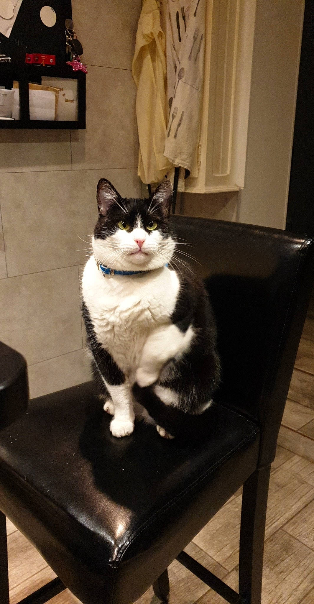 Kiwie a rejoint le concours — aidez-le/la à gagner de superbes lots ! carnivore, cat, comfort, curtain, domestic_short_haired_cat, door, felidae, floor, flooring, fur, grey, hardwood, paw, room, small_to_medium_sized_cats, snout, tail, whiskers, window, wood